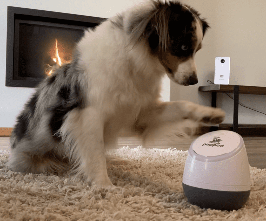 PupPod Gaming, Training, and Enrichment System for Dogs - Positive  Reinforcement Puzzle Toy, Video Feeder, and Mobile App