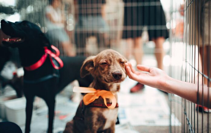 cute brown puppy at an animal shelter