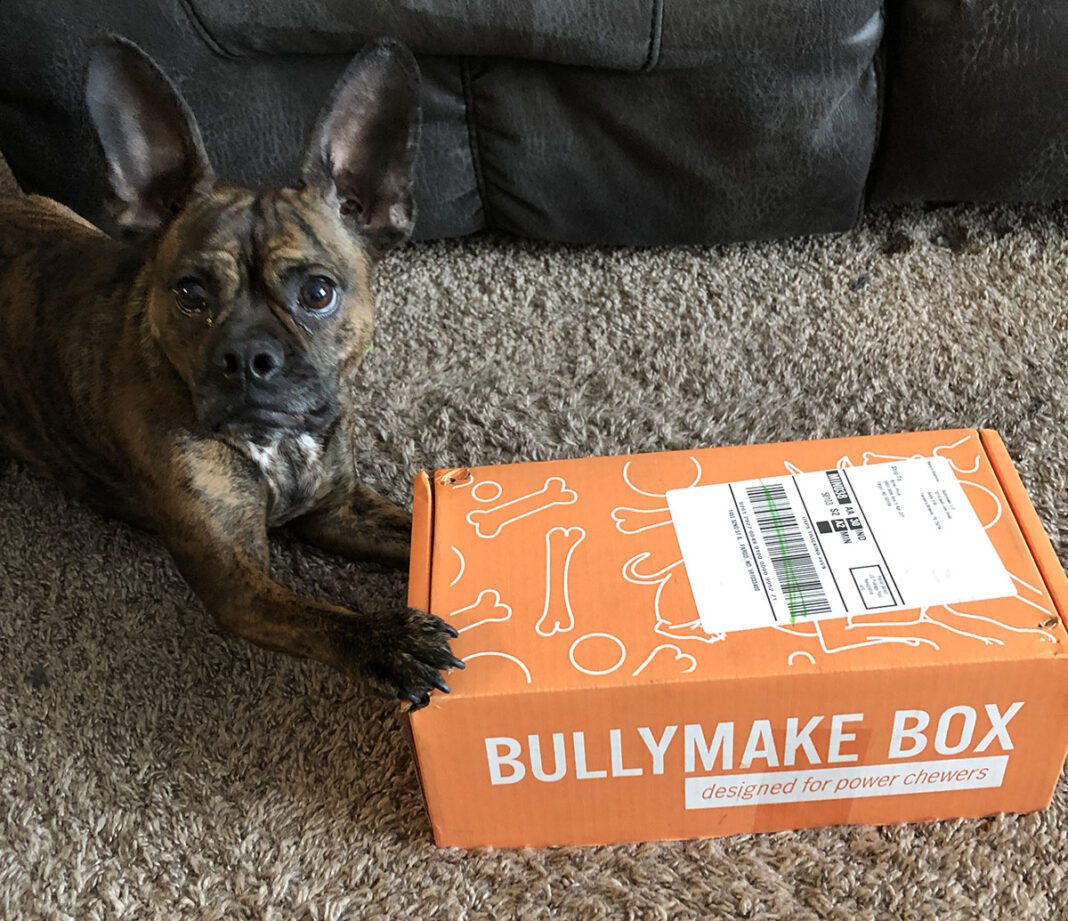 french bulldog with bullymake dog subscription box