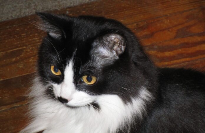 Horus the cat