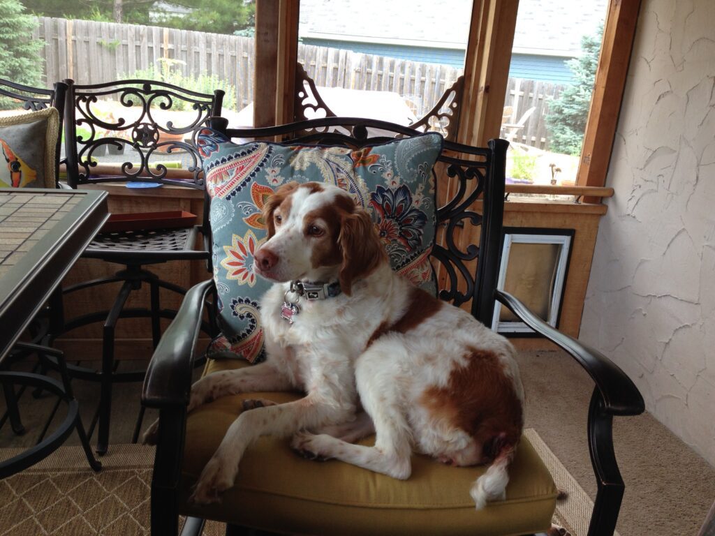 brittany dog sitting on a chair