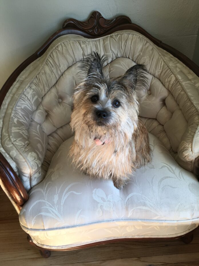 Cairn terrier dog wearing her FitBark activity tracker