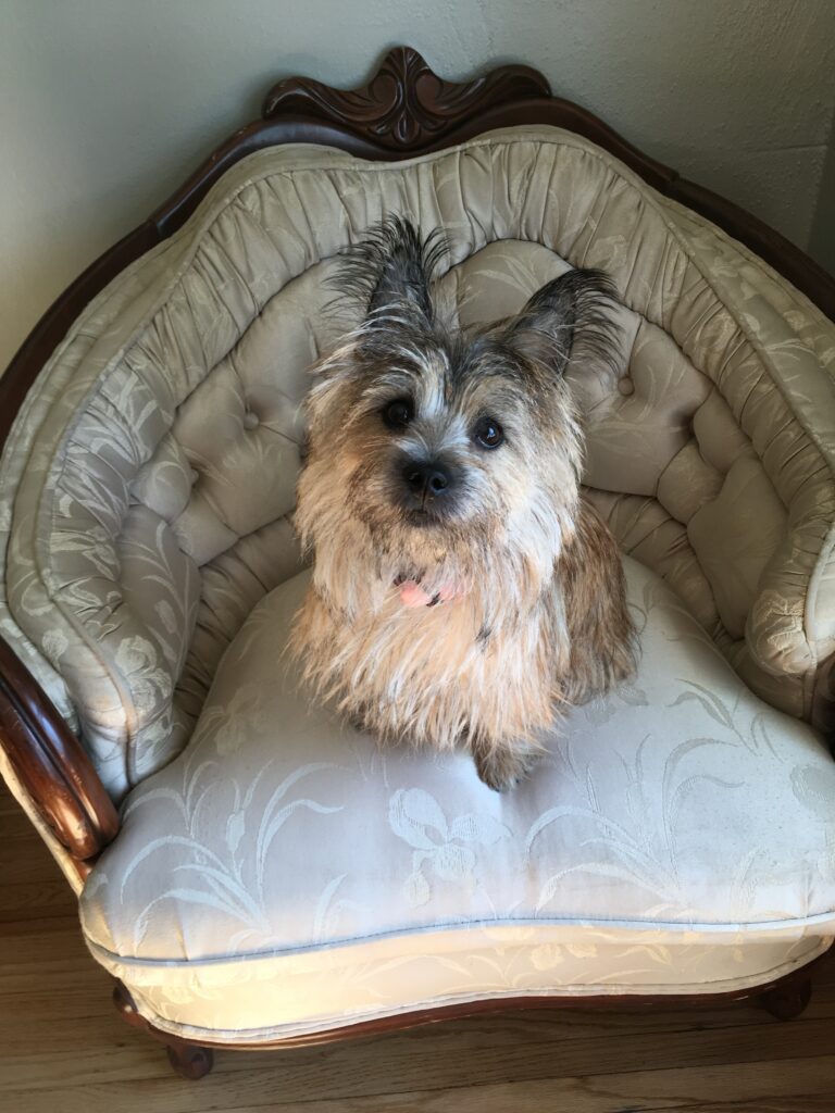 Cairn terrier dog wearing her FitBark activity tracker