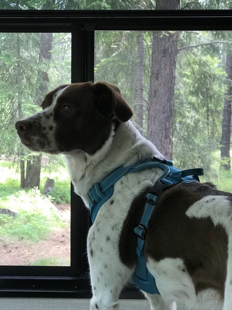 brittany dog looking out a window