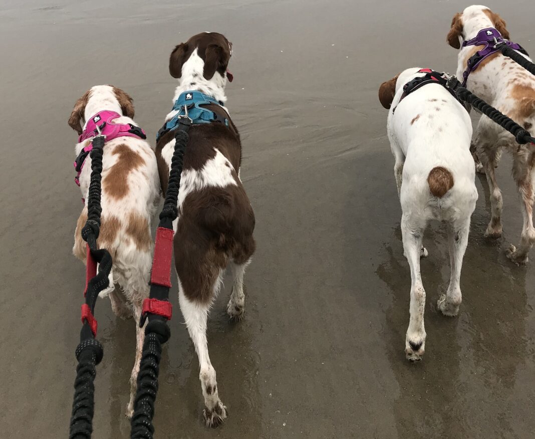 walking four brittany dogs