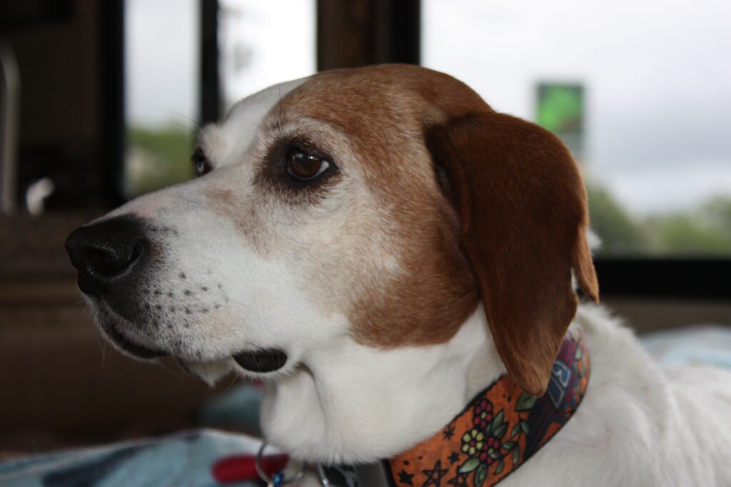 brittany dog with a flower collar