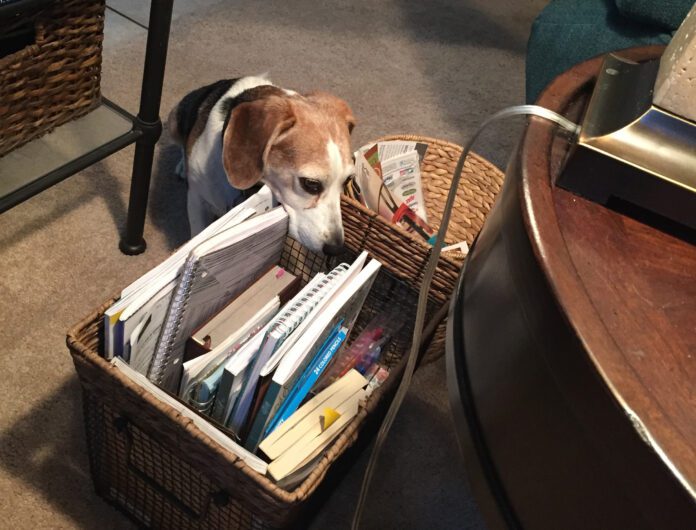 Roxy the beagle