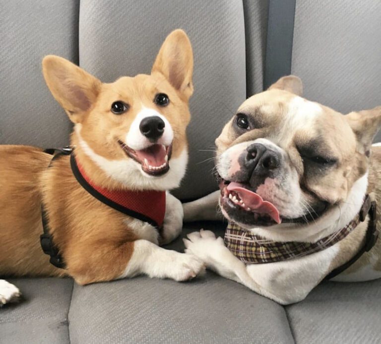 Doggie BFFs