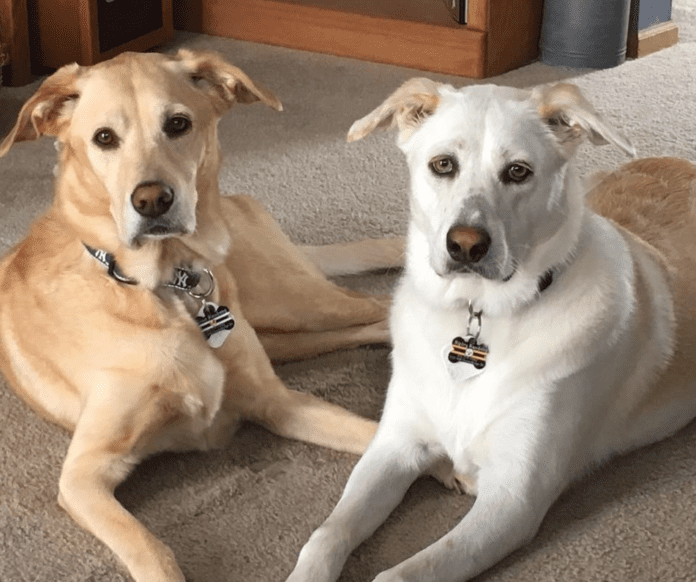 Labrador Retrievers