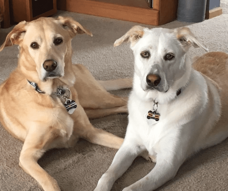 Labrador Retrievers