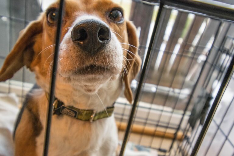 cute beagle in animal shelter