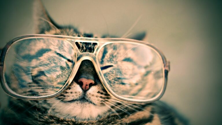 cat wearing glasses