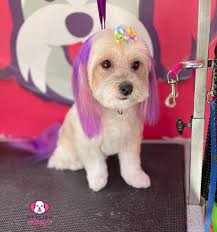 dog looks cute after dog groomer