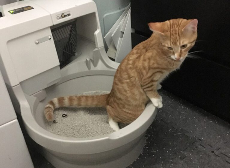 cat using automatic litter box