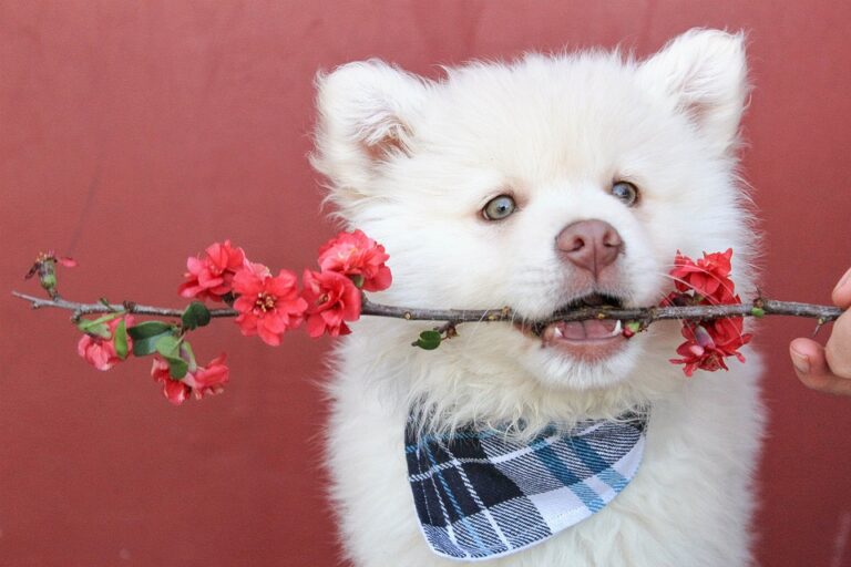 dog with a bandana