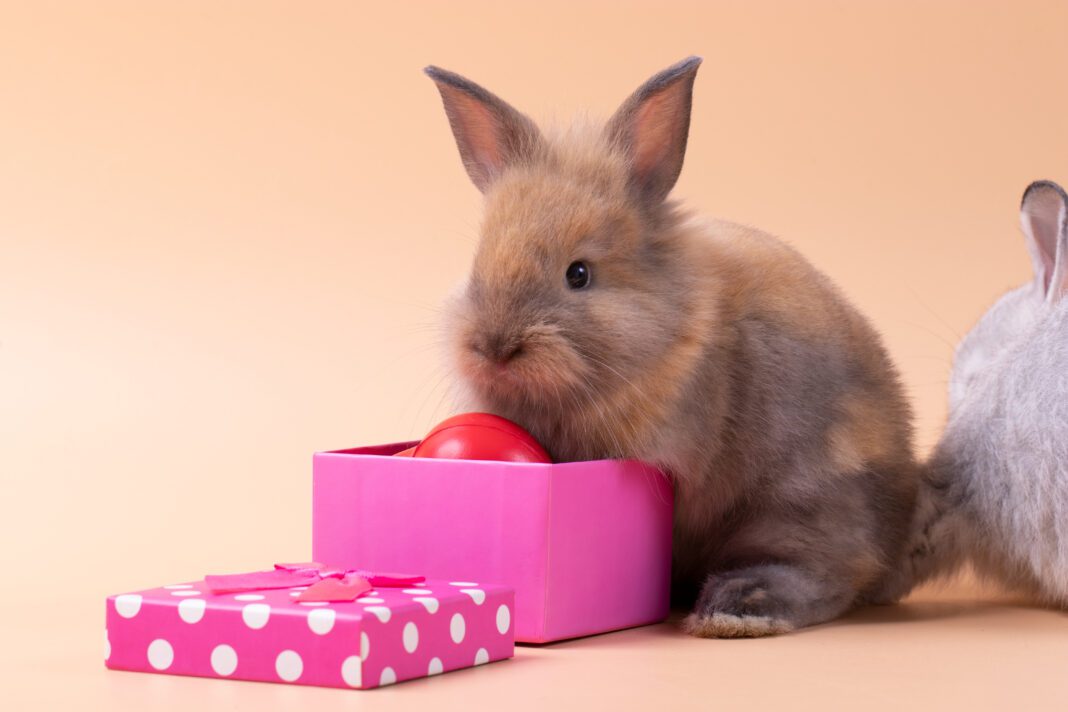 rabbit with bunny subscription box