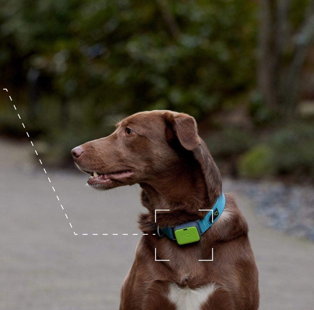 brown dog wearing Whistle activity tracker