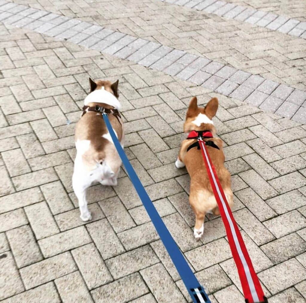 Teddy and Winston BFFs walking together after meeting on the Rover app