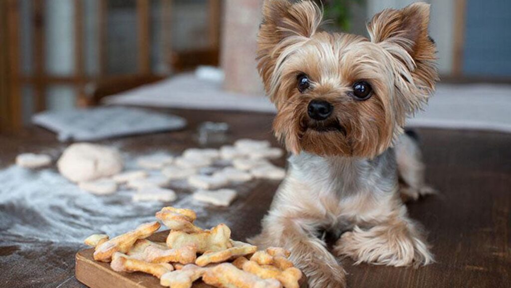 homemade dog treats class