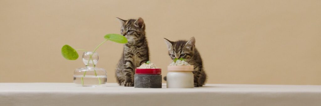 two kittens eating their Smalls Cat Food Subscription