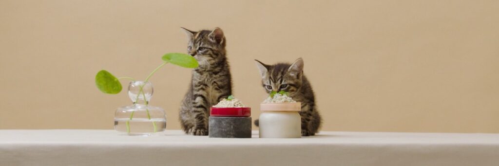 From Farm to Feline Smalls Cat Food Delivery is a Game Changer