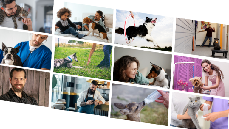 variety of online dog training classes