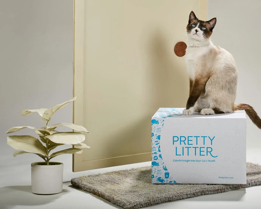 siamese cat sitting on cat litter delivery box