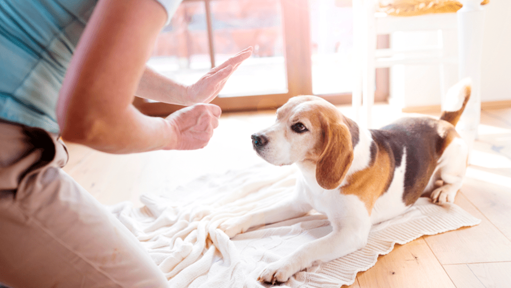 basic dog training commands