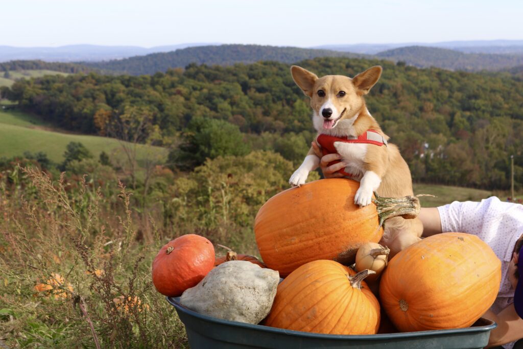 Teddy is an energetic dog that loves to run around and go everywhere