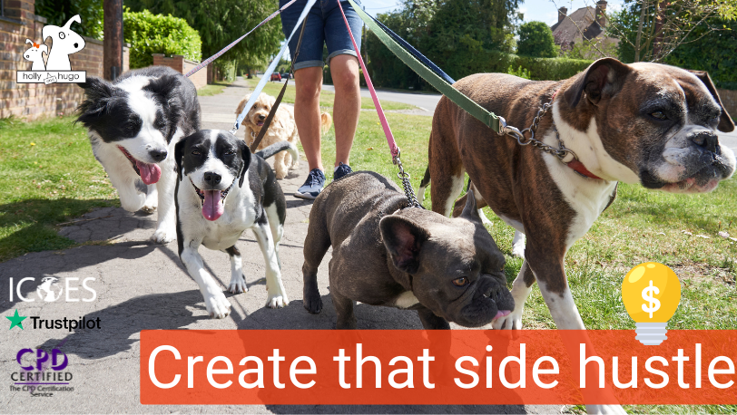 Dog walker creating a pet side hustle with a dog training certification