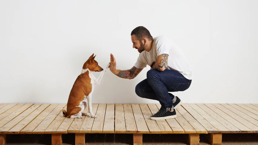 man training his dog to give a high five