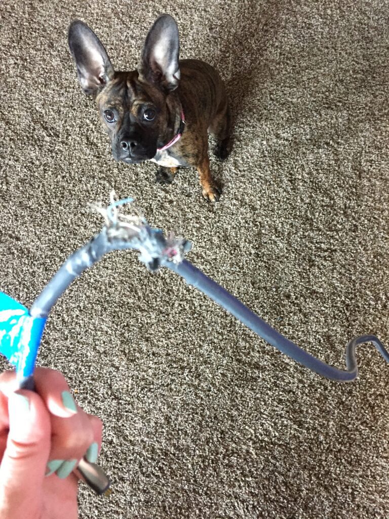 Sadie the new puppy chewed a cord