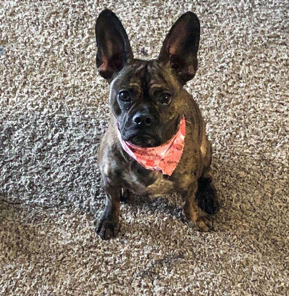 Sadie the cute dog comes to her new home
