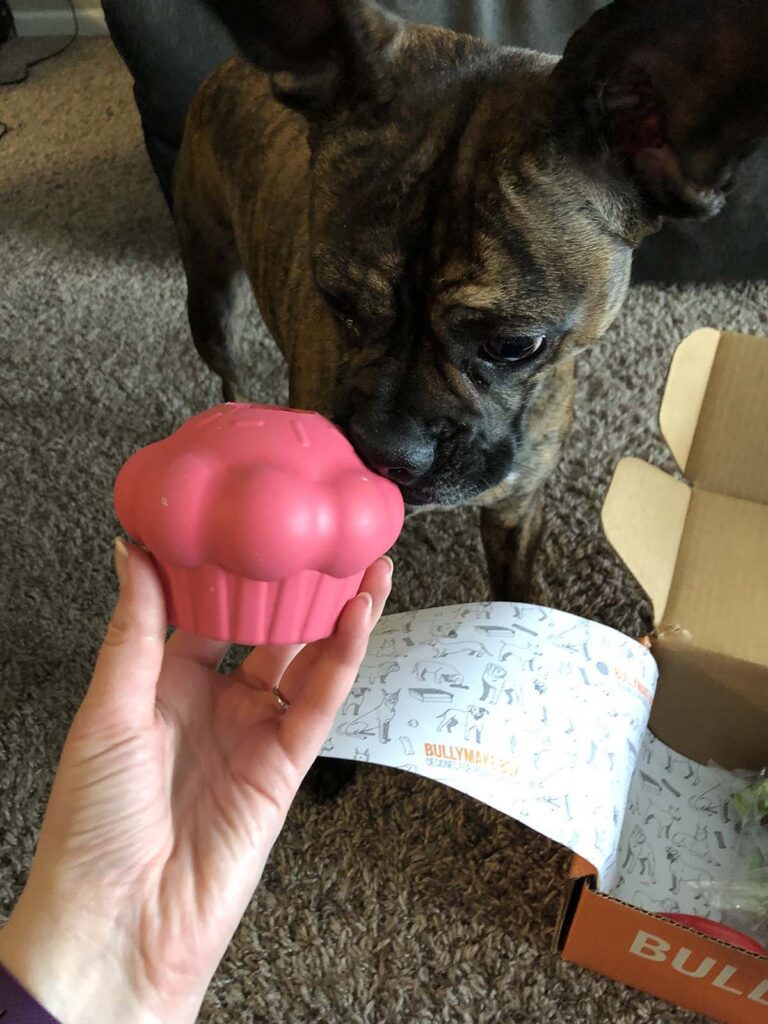 Sadie the Frenchie puppy and her cupcake toy