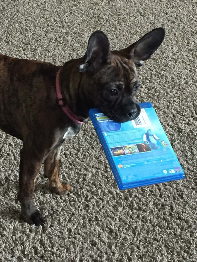 Sadie the new puppy stole a movie