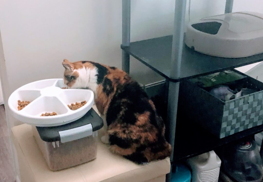 Abby steals treats from her automatic cat feeder compartment tray while tray is sitting outside of the electric pet feeder