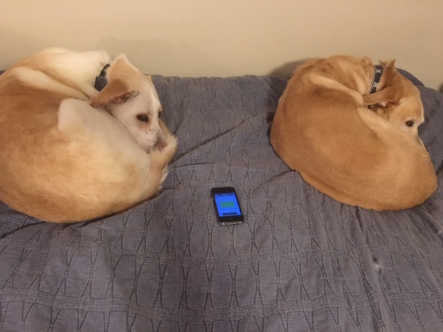 dogs on the bed