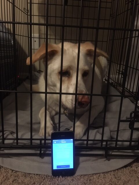 Scout with Presence app