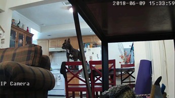 Using pet camera to spy on dog causing mayhem