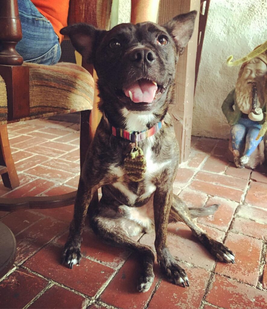 Goose the dog adopted from local shelter