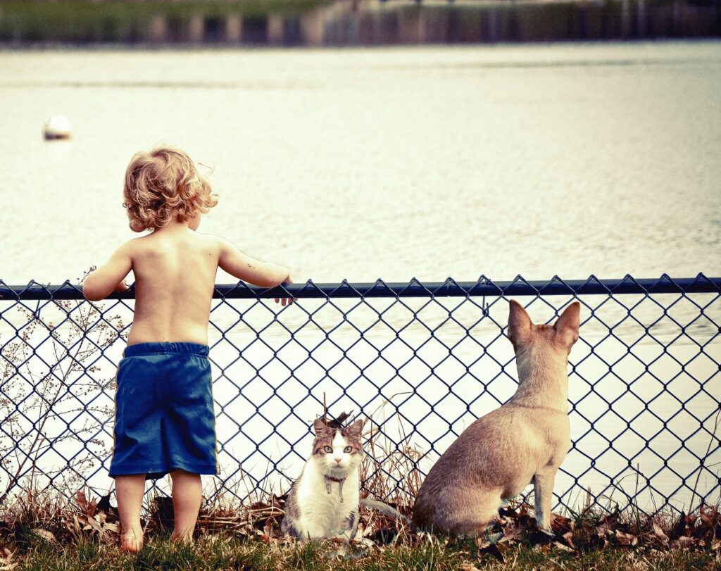 kid, cat and dog behind a fence