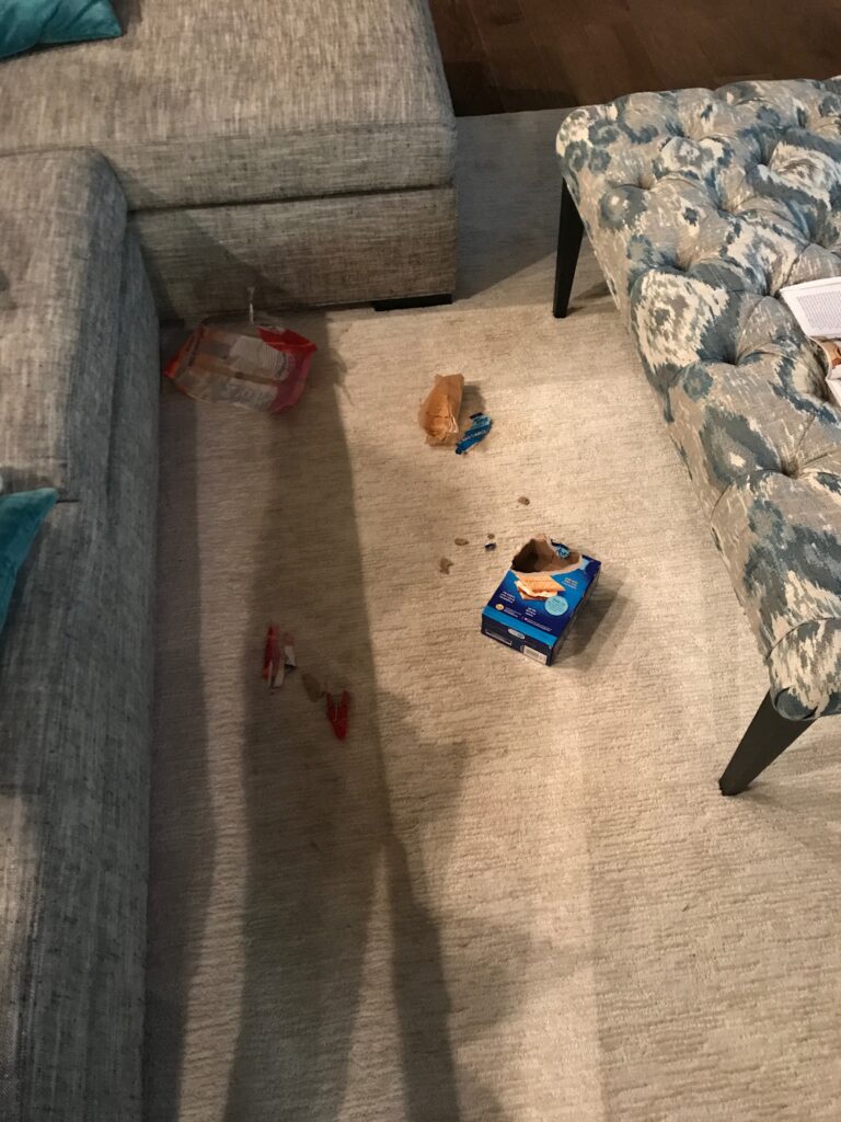 A pet camera is needed to catch this dog thief!