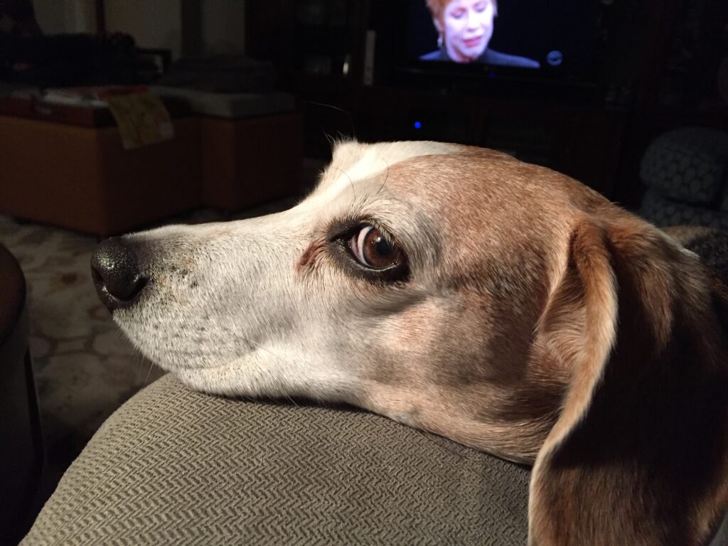 guilty beagle