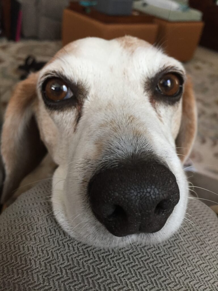 Cute beagle is a food thief!