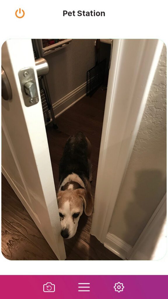 Roxy beagle caught in the act
