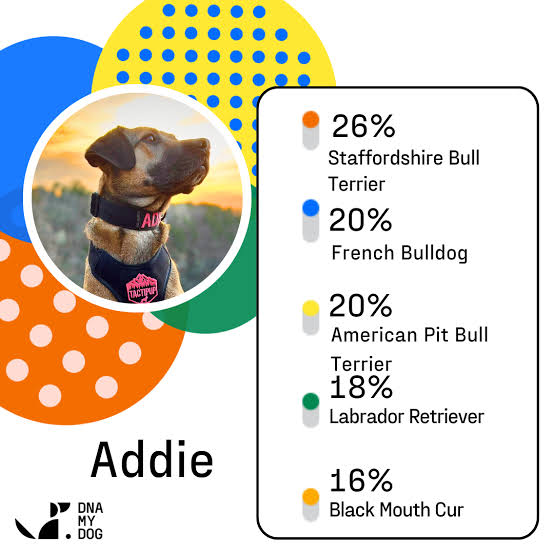 DNA My Dog breed ancestry