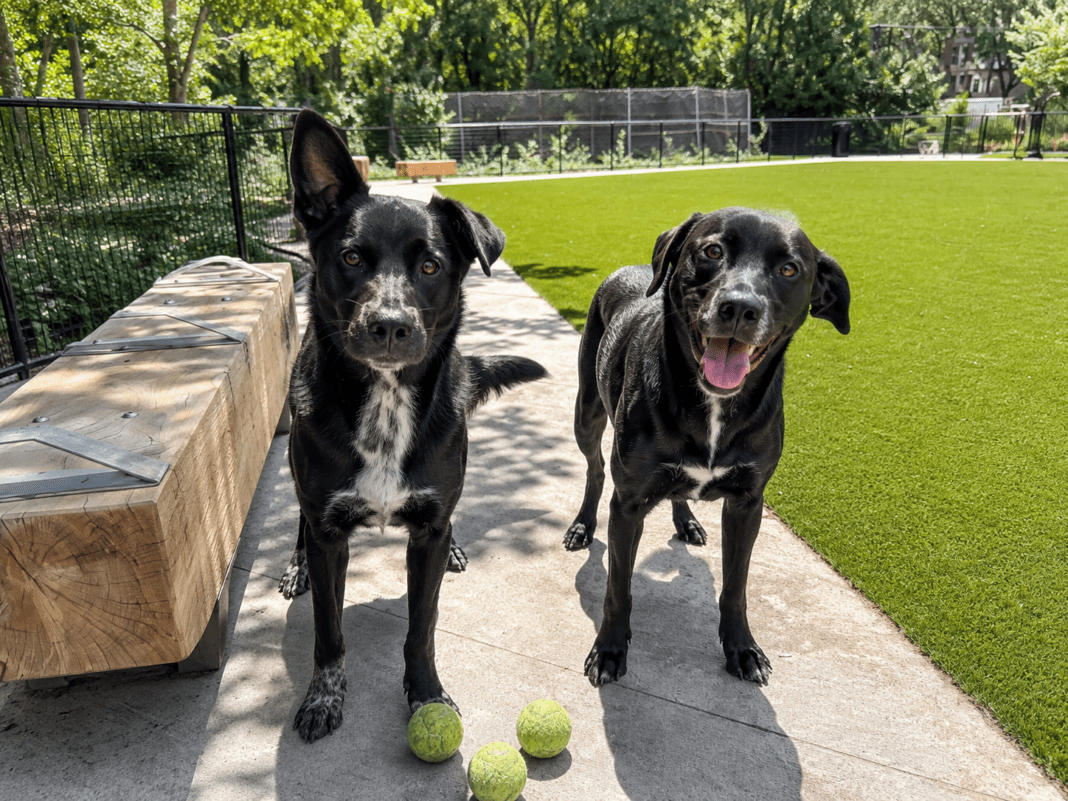 dog dna test reveils dog twins ancestry