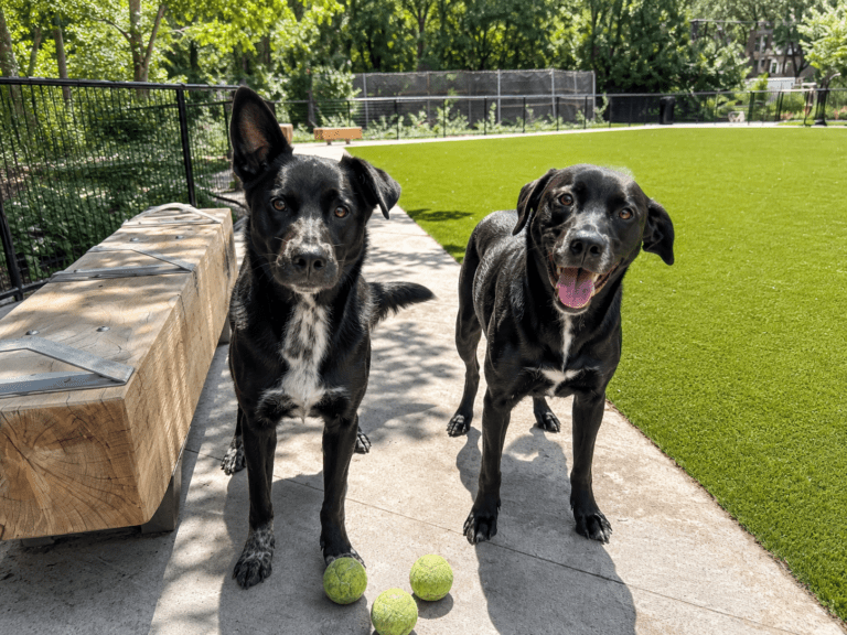 dog dna test reveils dog twins ancestry
