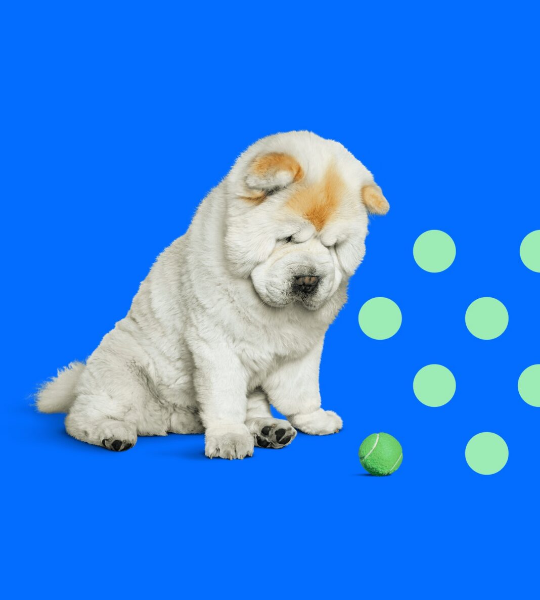 DNA My Dog test