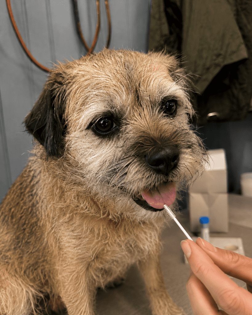 cute rescue mixed breed dog taking a dog dna test